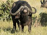 Africa 212 : Africa, Animal, Botswana, Cape Buffalo, Chitabe, Mammal, Okavango